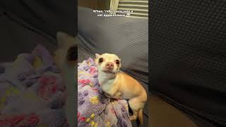 Download Lagu It Will Be Okay Emmy 😂❤️ #dogshort #dog #doggo #dogs #pet #pets #chihuahua #trashygas #funny # MP3