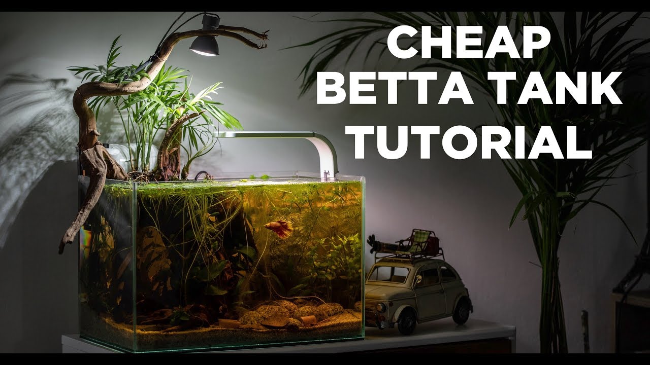 BETTA TANK tutorial - Cheap and easy aquarium for BEGINNERS 