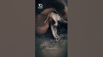 Con cá cắn nhức cái nách... Cre: _minhhy1996 #tqmusic #shorts #xuhuong #thinhhanh #viral #trending