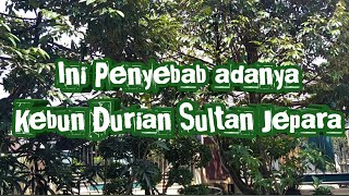 Gara-gara ini ada kebun durian Sultan Jepara