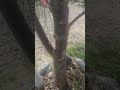 Palo verde color