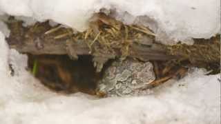 Wildlife in Winter, 60 seconds