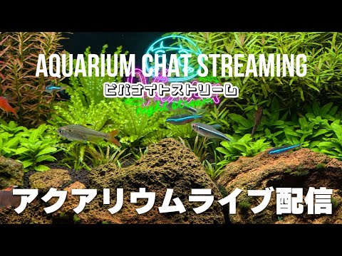 【22時配信】Beautiful aquarium live stream超美麗熱帯魚ライブ映像のアクアリウム雑談配信 【ビバアクア】 #アクアリウム