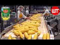 How canned corn is made  modern corn harvesting technology  food factory