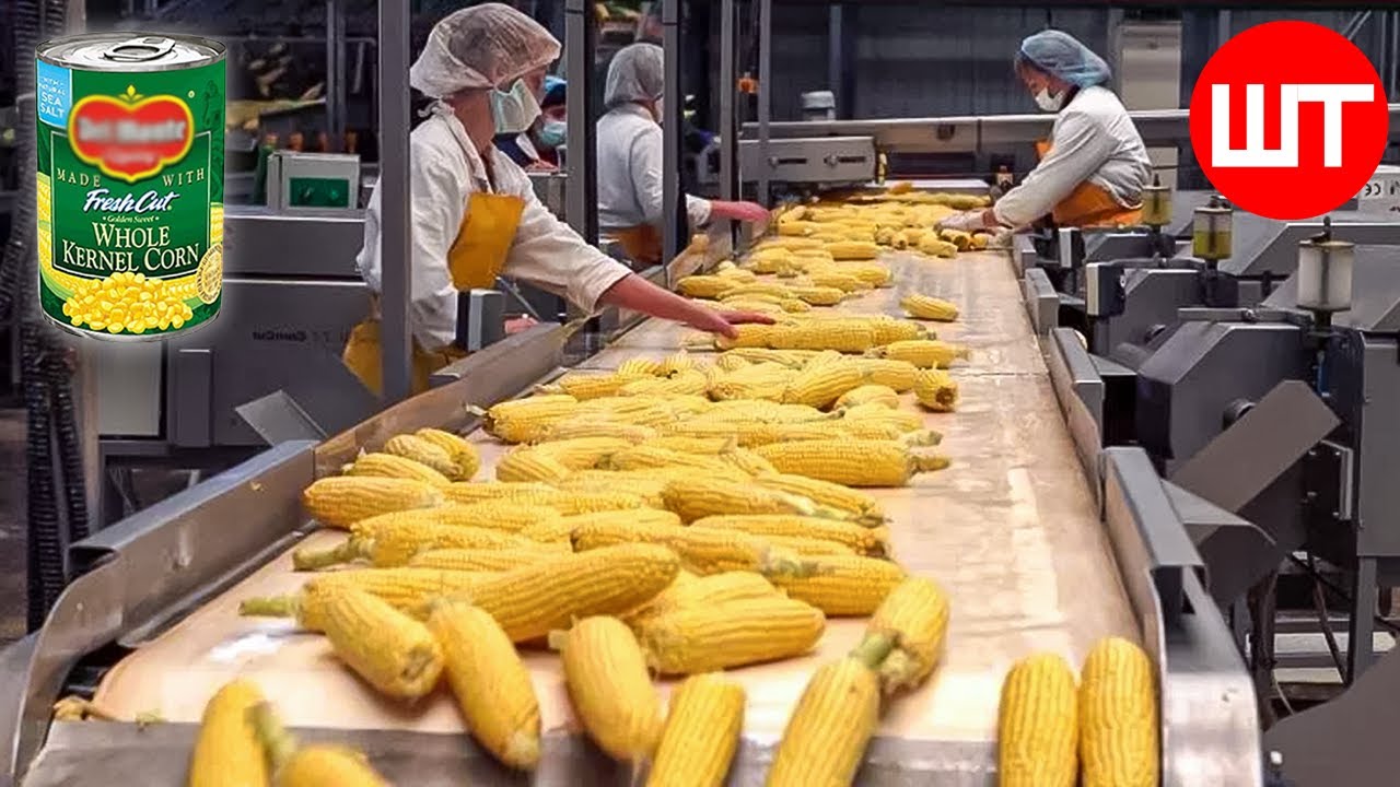 How Canned Corn Is Made | Modern Corn Harvesting Technology | Food Factory - YouTube