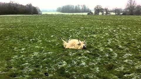 Helpess sheep stuck on its back