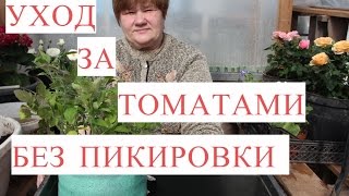 ⁣Выращивание Томатов без Пикировки. Рассада в Улитке. (25.03.2017)