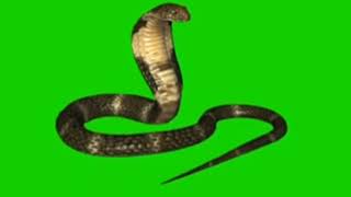 Green Screen Cobra Snake Green Screen Video No Copyright