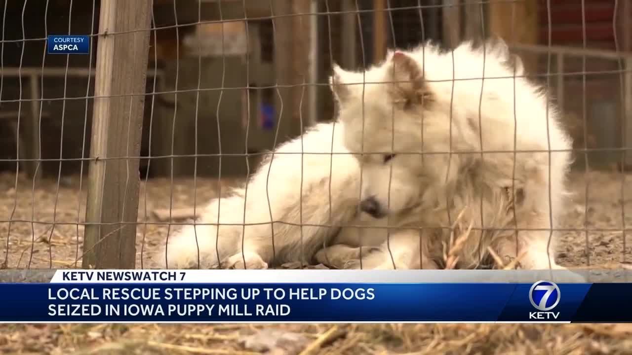 Local rescue stepping up to help dogs seized in Iowa puppy mill raid ...