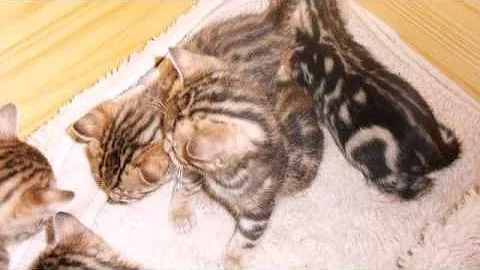 Video 11177011: bengal cattery kitten