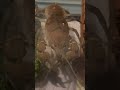 Huge crawdad #Nature#Crawdad 
