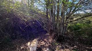 Barbelote - Monchique