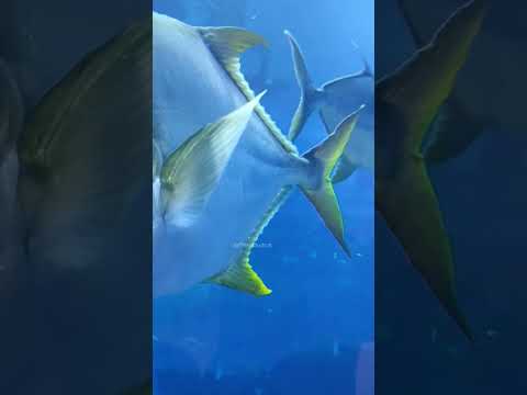 Dubai Aquarium & Underwater Zoo