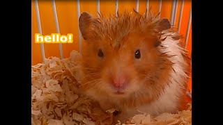 Hamster dry himself after water bathing by Strange Universe 645 views 4 years ago 2 minutes, 24 seconds