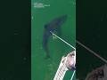 Real-Life Jaws! Shark questions answered by Dr. Greg Skomal