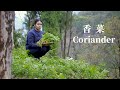 Grow a handful of coriander seeds, and after two months, harvest a forest of coriander香菜 ▎Lizhangliu