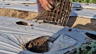 THE SECRET HAND TECHNIQUE TO PLANT CUCUMBER SEEDLINGS WITHOUT DAMAGE - Agriculture Gardening