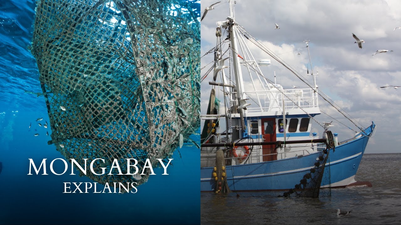 what-is-bycatch-mongabay-explains-youtube