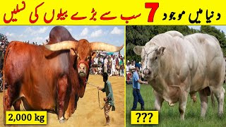 7 Most Biggest Bull Breeds Of The World | Qurbani 2023 | Bakra Mandi | NYKI