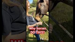 Why Do Horses Nuzzle People?