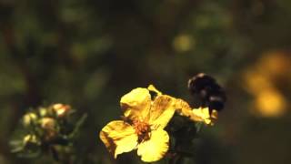 ФУТАЖ Шмель на цветке - Футаж Bumblebee on a flower