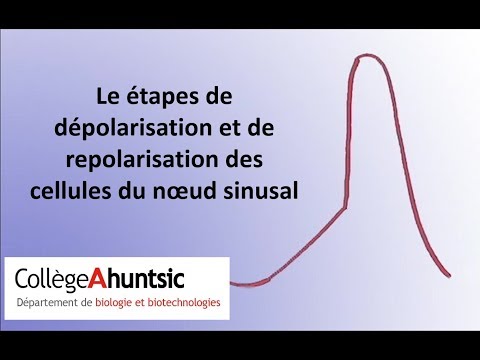 Vidéo: Différence Entre La Dépolarisation Et La Repolarisation