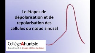 Différence entre dépolarisation et repolarisation