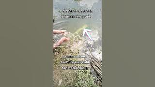 pelepasan siluman lele. lele truno. truno lele. siluman truno.
