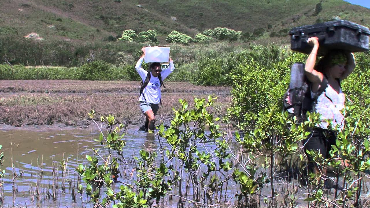Entre terre et mer, la mangrove