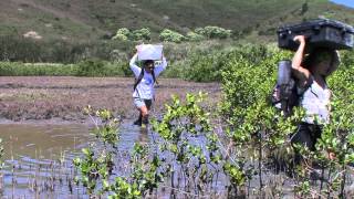 Entre terre et mer, la mangrove