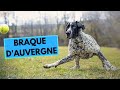 Braque d'Auvergne - Auvergne Pointer - Facts and Information