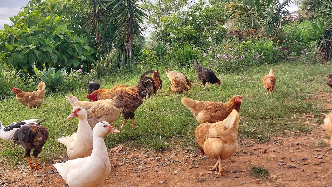 ACABOU O SOFRIMENTO | HOJE FOI O DIA DE SOLTAR AS GALINHAS