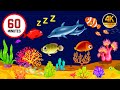 Mozart & Brahms Lullabies 💤 Baby Sleep Music Sleep Instantly in 3 Minutes 🌙 Calming Music #682