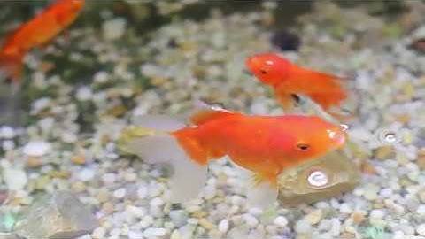 Sasha’s friends turned into Halloween Mermaids - Train your fish to become actors
