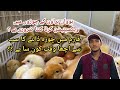 Bovans brown farming in pakistan  vaccination in poultry farming  poultry farming in pakistan 