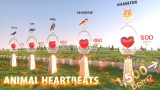 Comparison: ANIMAL Heartbeats ❤