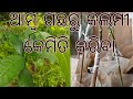 Amba Gacha Ru Kipari Kalami Hua How To Make A Mango Grafting