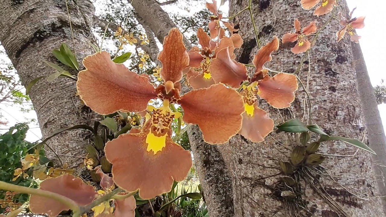 orquídeas nativas do Brasil oncidium crispum - thptnganamst.edu.vn