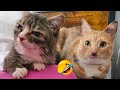 FUNNY CAT VIDEOS 2023😸 - 😂Funniest Cats 2023 #83
