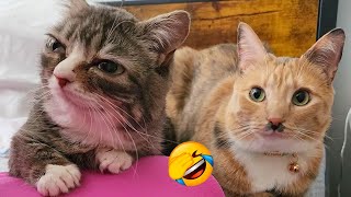 FUNNY CAT VIDEOS 2023😸 - 😂Funniest Cats 2023 #83 by Funny Cats Hub 371 views 7 months ago 19 minutes