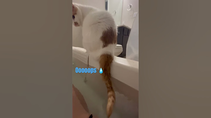 LUCY HATES WATER (or does she?) #cute #animals #pets #cat #funny #shorts #bathtime