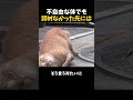 諦めなかった先にあった幸せ