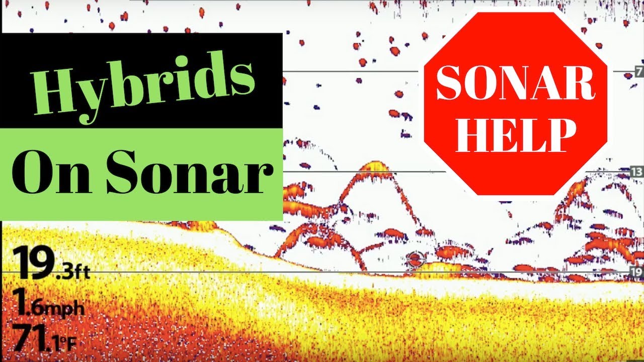 Hybrid Striped Bass on Fish Finder YouTube