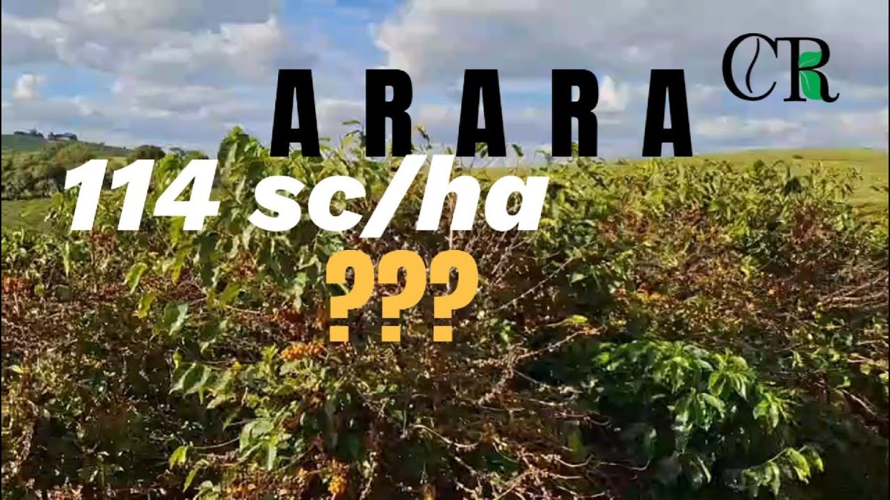 Café 114 sc/ha Será???? #agro #cafeicultura #cafe #coffee #agricultura #coffeelover #cafeespecial