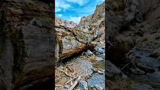 🌲😲 Turning A Dead Tree Into A Million Dollar Cabin #Shorts #foryou #hiddenspectrum #trendingshorts