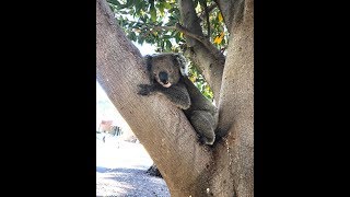 Koala Chilling Out At The Local Pool