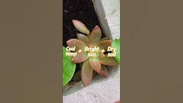 Thumbnail of PROPAGATING CALIFORNIA SUNSET SUCCULENT #succulent #propagation #houseplants #shorts #onlyplants