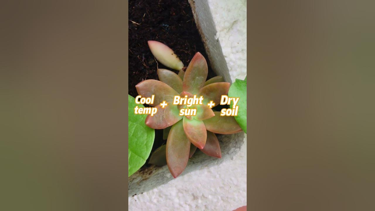 PROPAGATING CALIFORNIA SUNSET SUCCULENT #succulent #propagation #houseplants #shorts #onlyplants