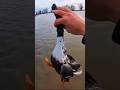 shoveler duck hunting #shortsfeed #hunting #duckhunting #duckcall #sound #shorts #birds