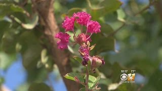 Allergic To North Texas? Here's Why